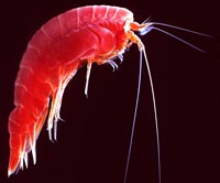 plankton.jpg plankton.jpg