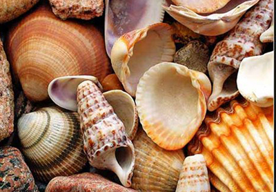 rakushka.jpg rakushka.jpg