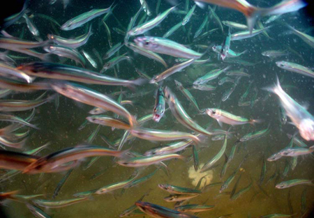 seledka.jpg seledka.jpg