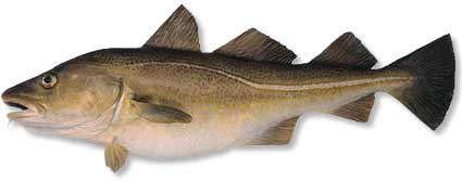 treska.jpg treska.jpg