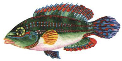 zelenushka.jpg zelenushka.jpg