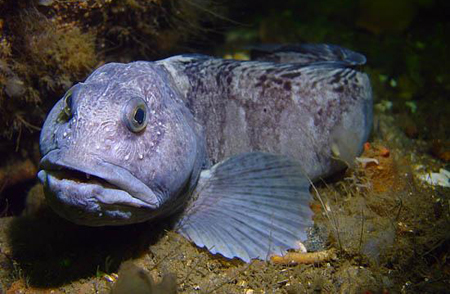 zubatka.jpg zubatka.jpg