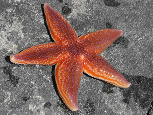 zvezda.jpg zvezda.jpg