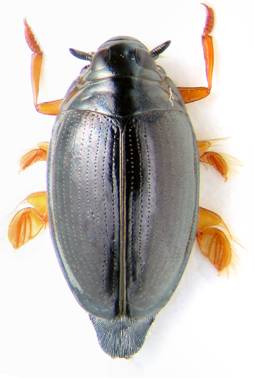 gyrinus_natator.jpg gyrinus_natator.jpg