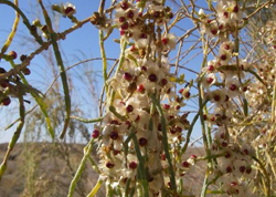 571chsaksaul.jpg 571chsaksaul.jpg