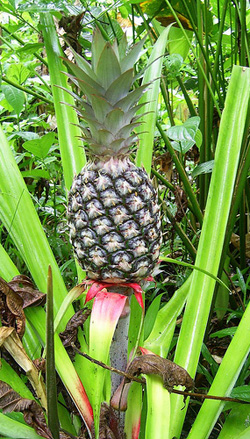 ananas.jpg